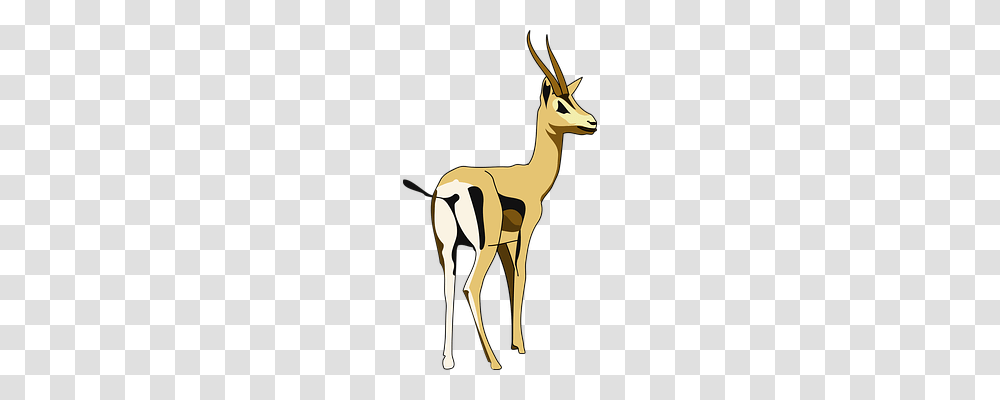 Animal Mammal, Wildlife, Antelope, Gazelle Transparent Png