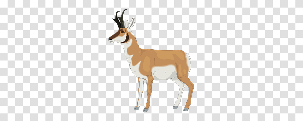 Animal Animals, Antelope, Wildlife, Mammal Transparent Png