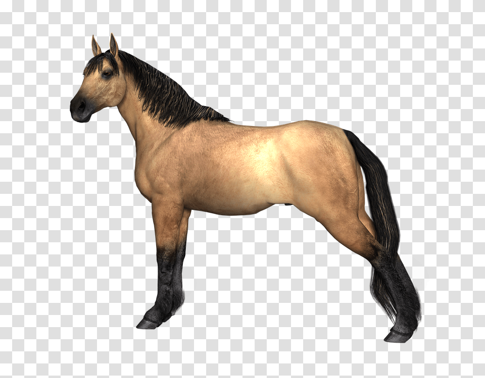 Animal Animal Images, Horse, Mammal, Colt Horse, Foal Transparent Png