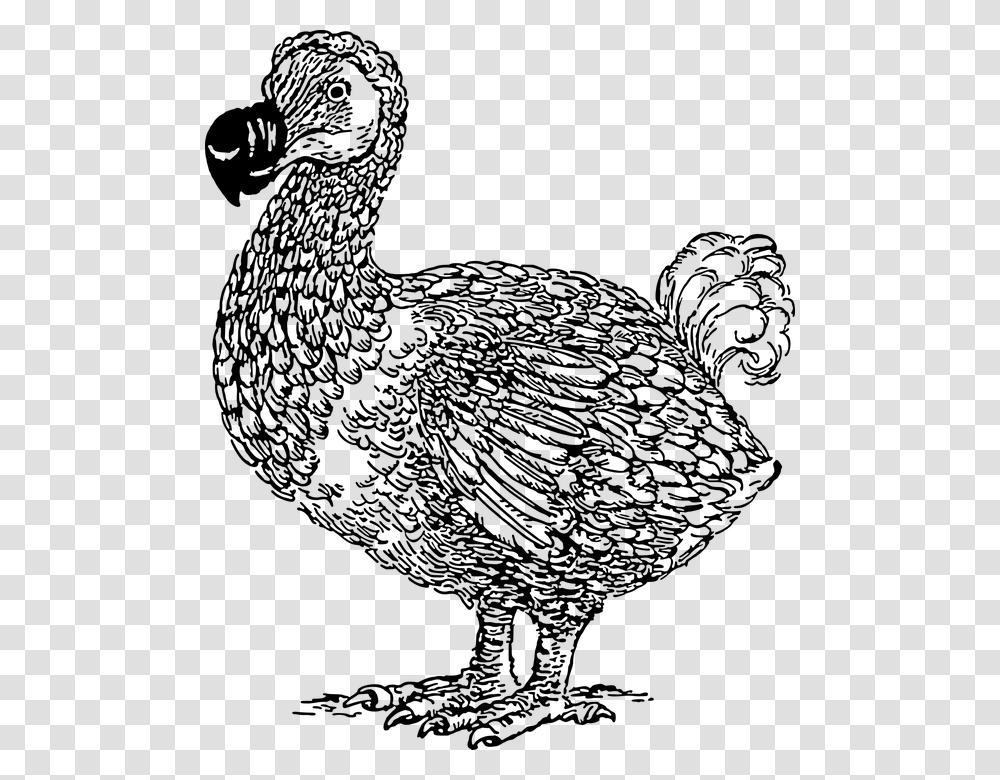 Animal Bird Dodo Extinct Flightless Mauritius Dodo Bird Line Art, Gray, World Of Warcraft Transparent Png