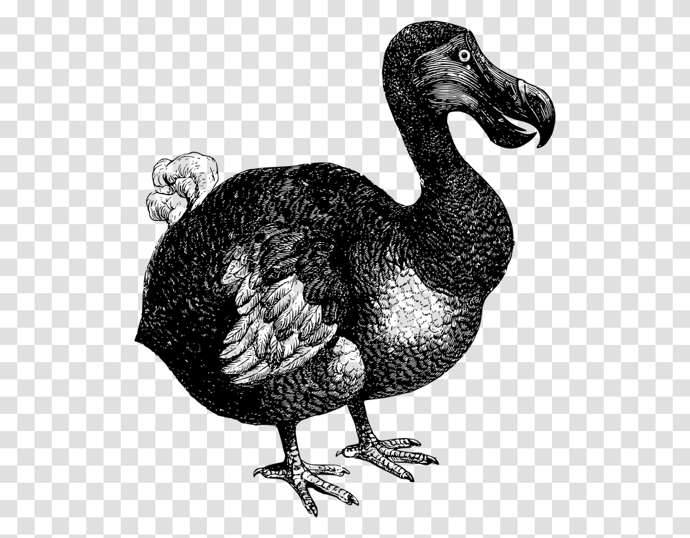 Animal Bird Dodo Extinct Flightless Mauritius Dodo Clipart, Gray, World Of Warcraft Transparent Png