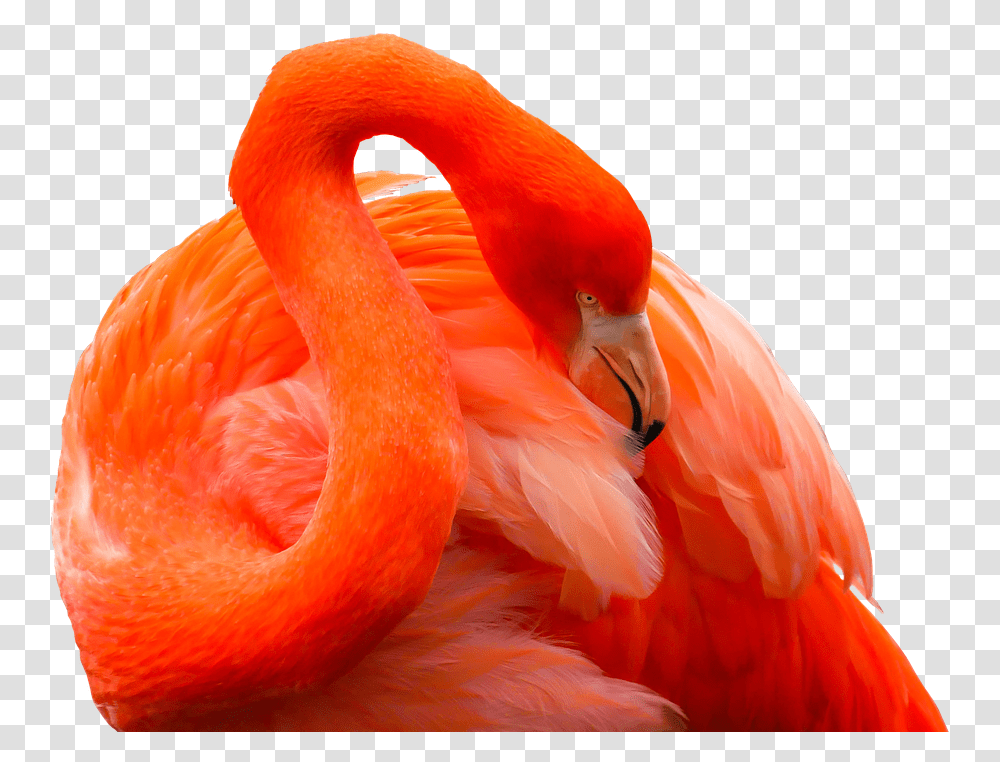 Animal Bird Flamingo Feather Red Bill Exotic Animales Exoticos, Beak Transparent Png