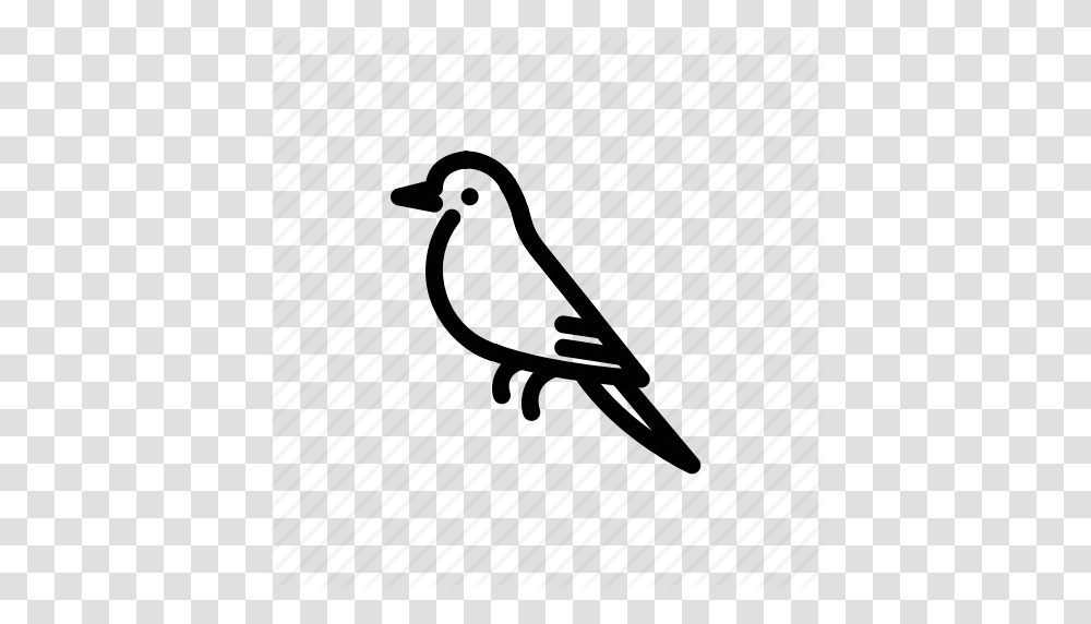 Animal Bird Mockingbird Icon, Blackbird, Agelaius, Insect, Invertebrate Transparent Png