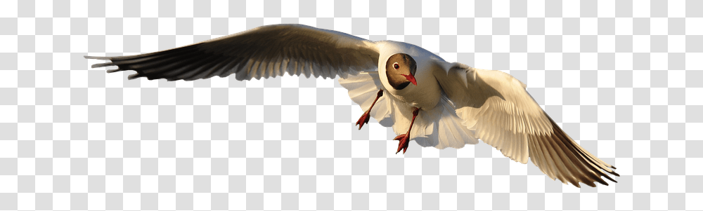 Animal Bird Seagull Fly Isolated Wing Freedom, Flying, Beak, Dove, Pigeon Transparent Png