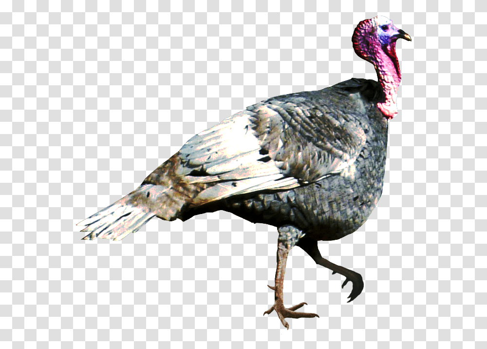 Animal Birds Turkey Turkey Animal, Turkey Bird, Poultry, Fowl, Beak Transparent Png