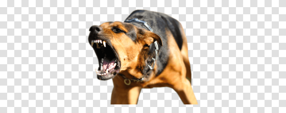 Animal Bites D Un Chien Agressif, Dog, Pet, Canine, Mammal Transparent Png