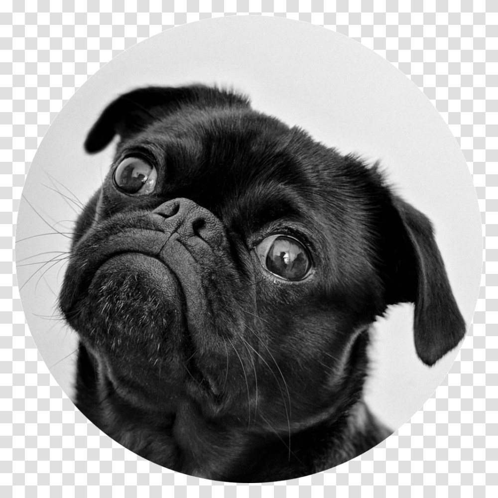 Animal Black White Dog Pug, Pet, Canine, Mammal Transparent Png