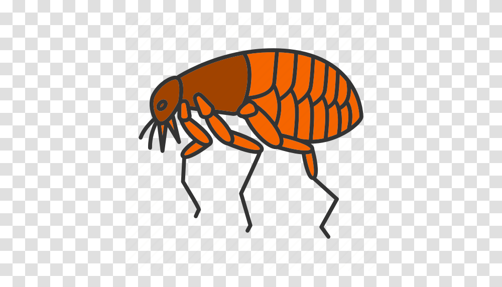 Animal Bloodsucker Bug Flea Insect Parasite Pest Icon, Invertebrate Transparent Png