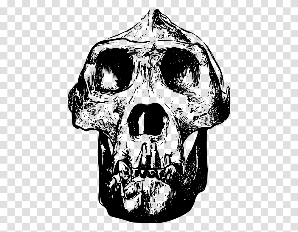 Animal Bone Gorilla Head Mammal Skull Gorilla Skull Clip Art, Gray, World Of Warcraft Transparent Png
