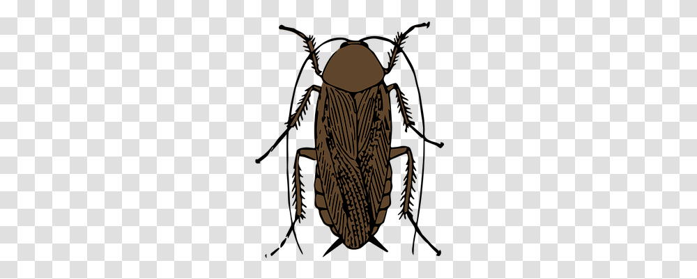 Animal Bug Cockroach Insect Cockroach Cock, Invertebrate Transparent Png