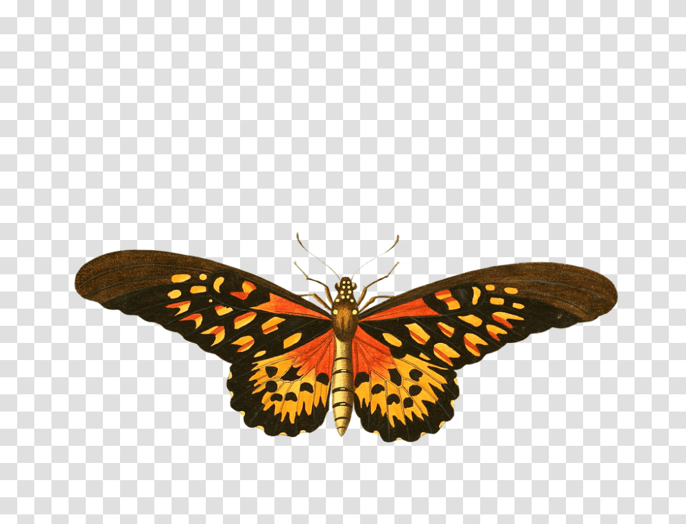 Animal Butterfly Flying Insect Images Vintage Butterfly Illustration, Invertebrate, Snake, Reptile, Moth Transparent Png