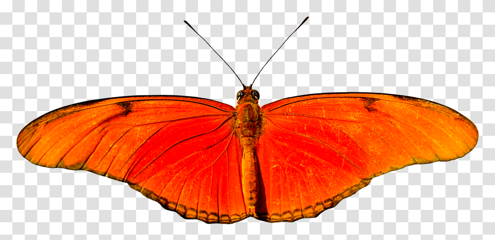 Animal Butterfly Flying Isolated Wing Probe Lycaena, Insect, Invertebrate, Lamp, Monarch Transparent Png
