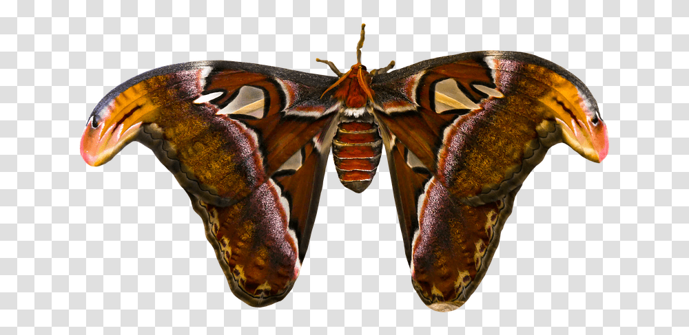 Animal Butterfly Insect Atlas Moth Atlas Butterfly Butterfly, Lobster, Seafood, Sea Life, Invertebrate Transparent Png