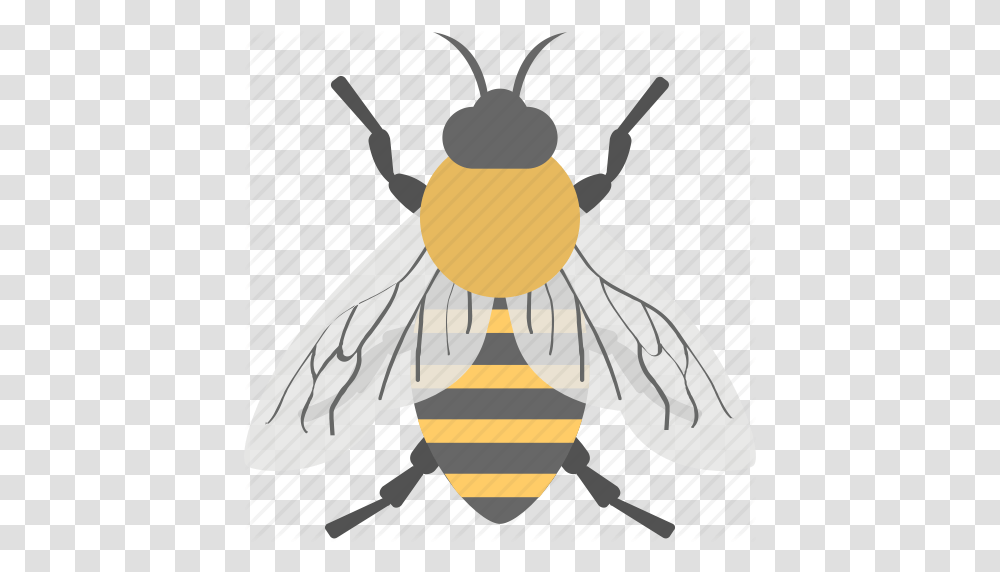 Animal Cartoon Bee Honey Bee Insect Worker Bee Icon, Invertebrate, Firefly, Apidae, Bumblebee Transparent Png