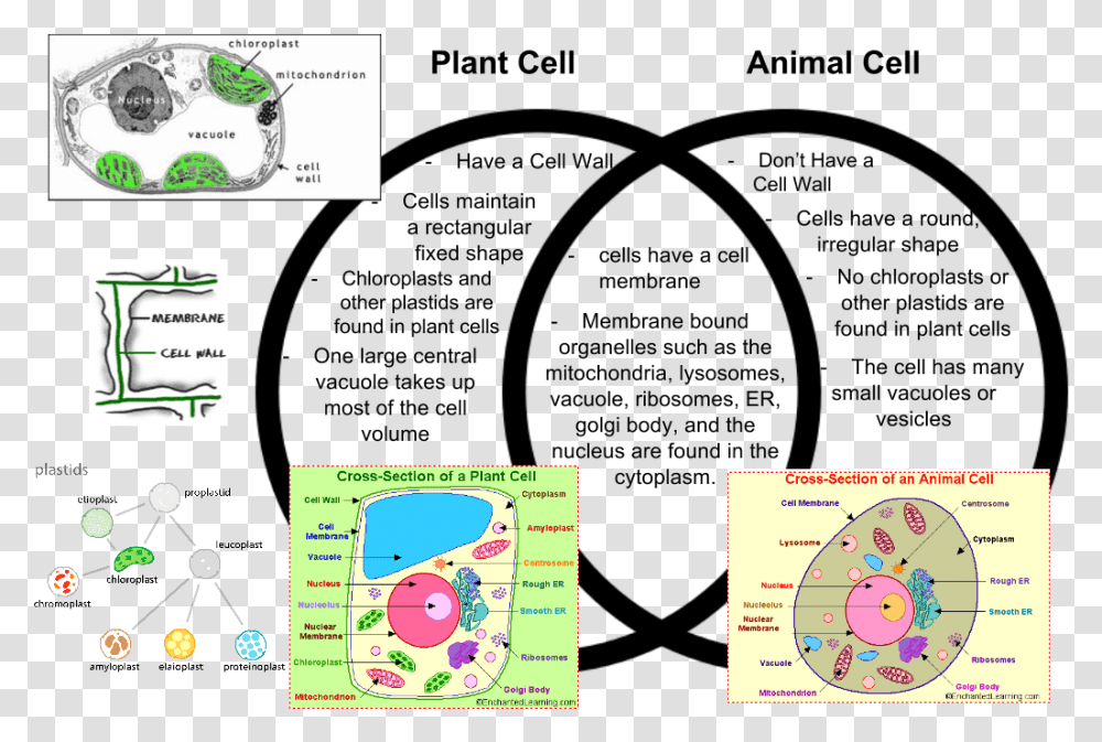 Animal Cell And Plant Cell Venn Diagram Transparent Png
