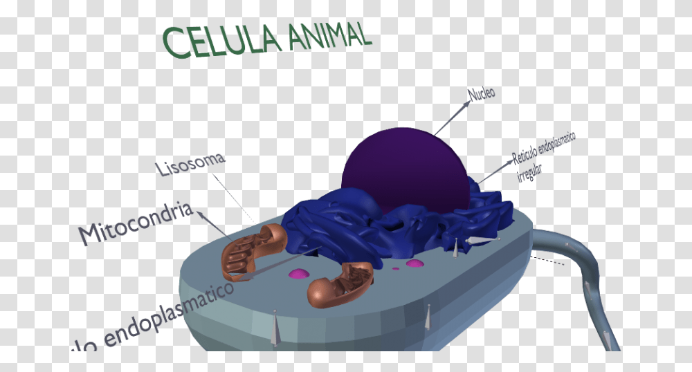 Animal Cell, Apparel Transparent Png