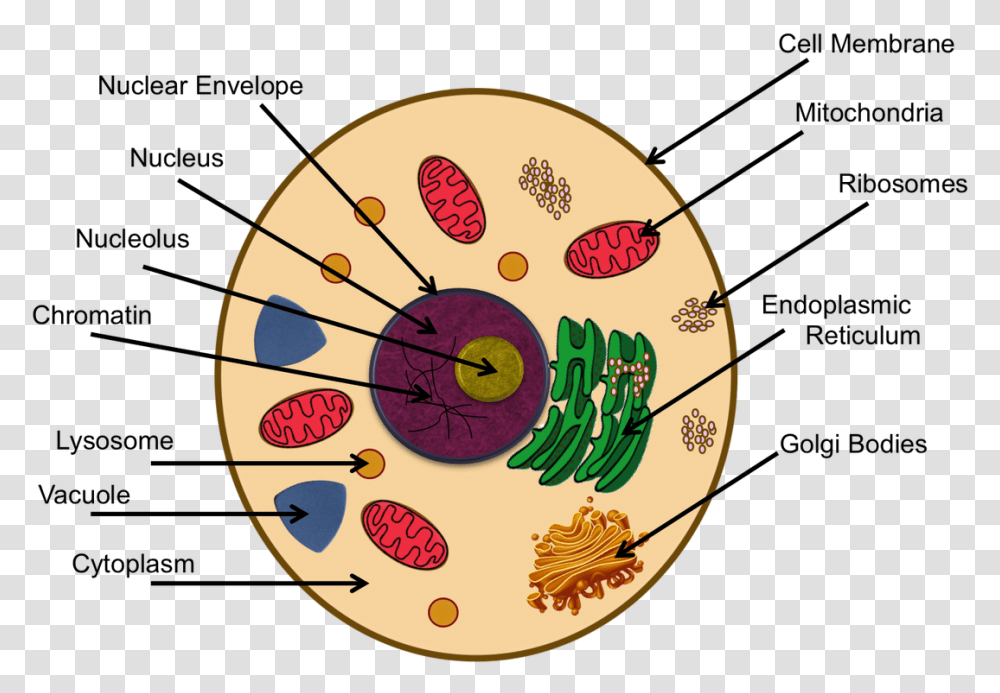 Animal Cell, Dish, Meal, Sundial, Wall Clock Transparent Png