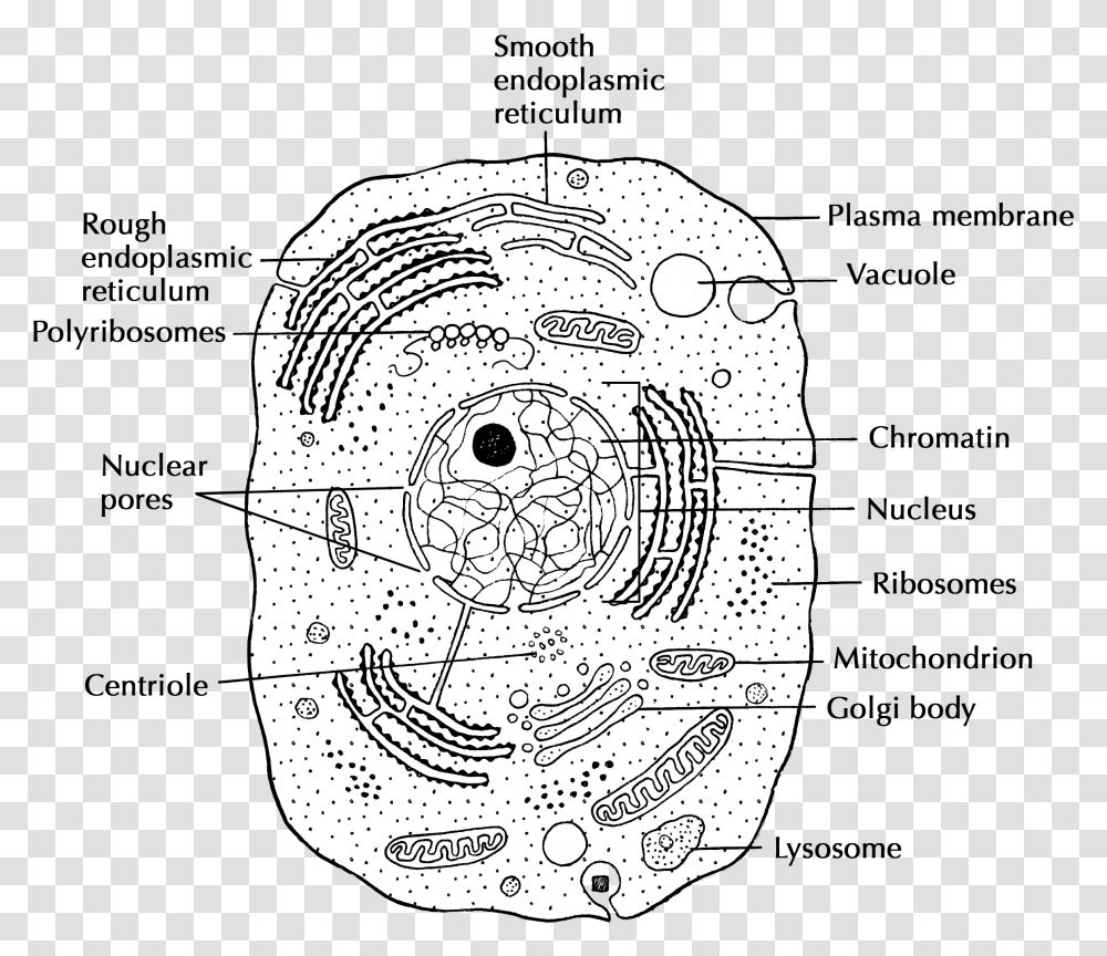 Animal Cell, Drawing, Doodle, Soccer Ball Transparent Png