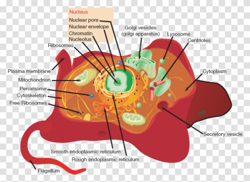 Animal Cell, Plot, Diagram, Brake Transparent Png