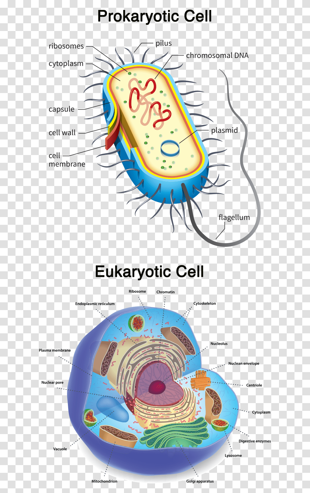 Animal Cell, Poster, Sea Life Transparent Png