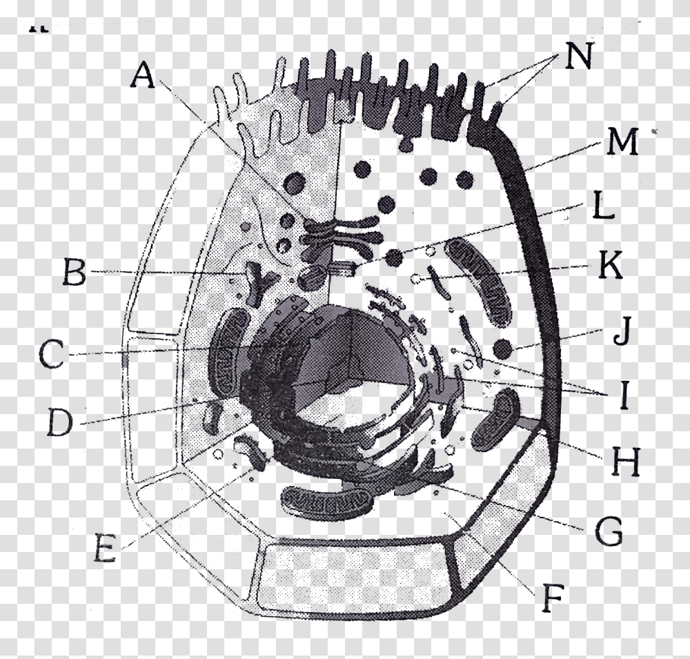 Animal Cell, Spider Web Transparent Png