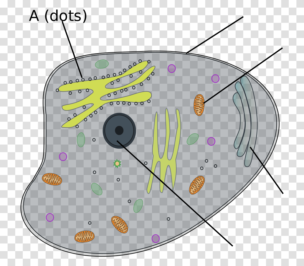 Animal Cell Svg Clip Art For Web Dot, Plectrum, Text, Ball, Leisure Activities Transparent Png