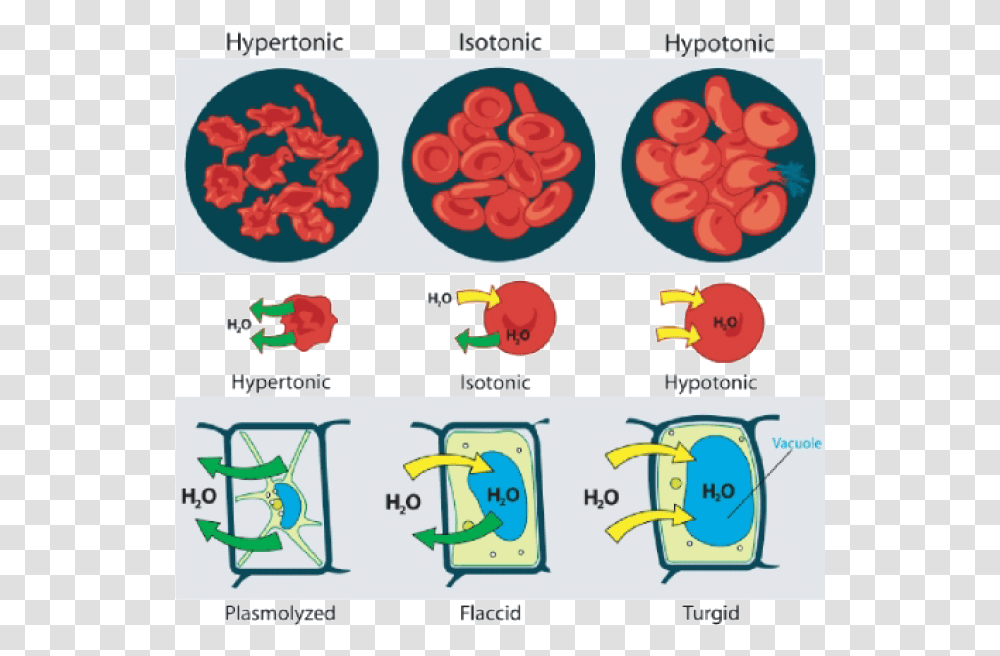 Animal Cell, Alphabet, Number Transparent Png