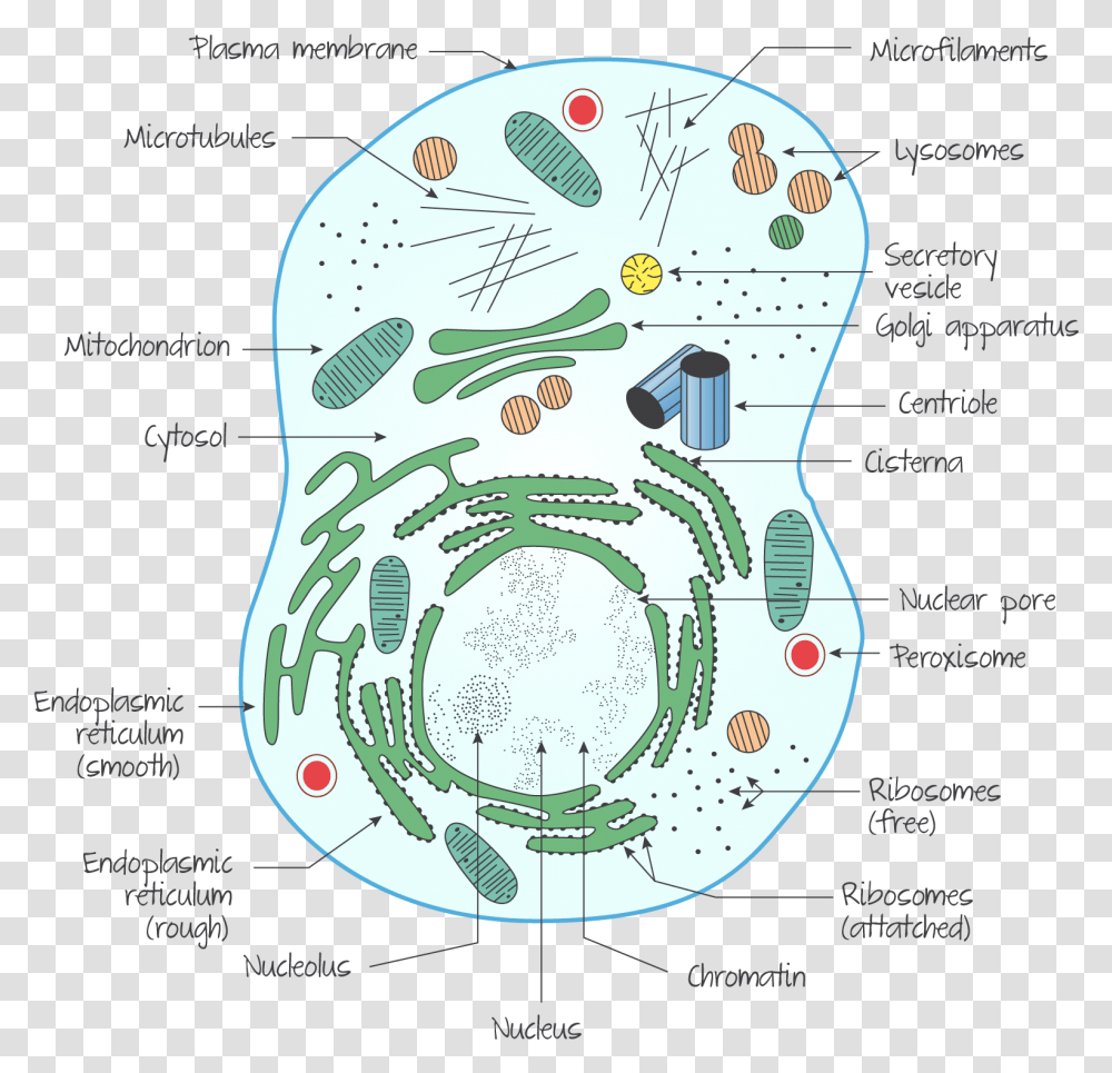 Animal Cell, Leisure Activities, Label, Mat Transparent Png