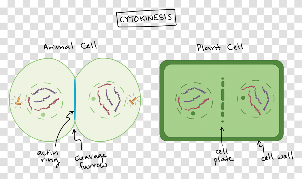 Animal Cell, Plot, Plant, Diagram Transparent Png