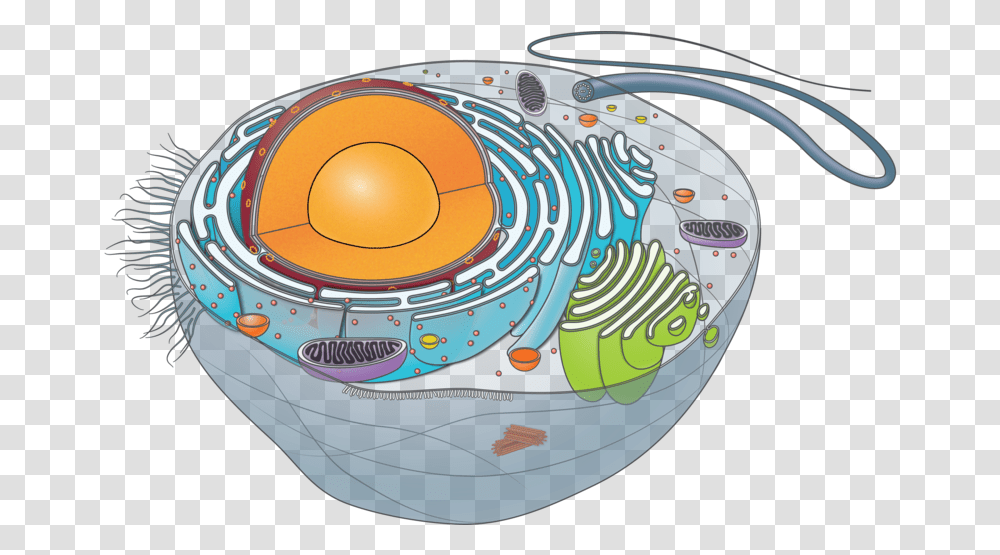 Animal Cell Unlabeled Animal Cell, Sphere, Outer Space, Astronomy, Universe Transparent Png