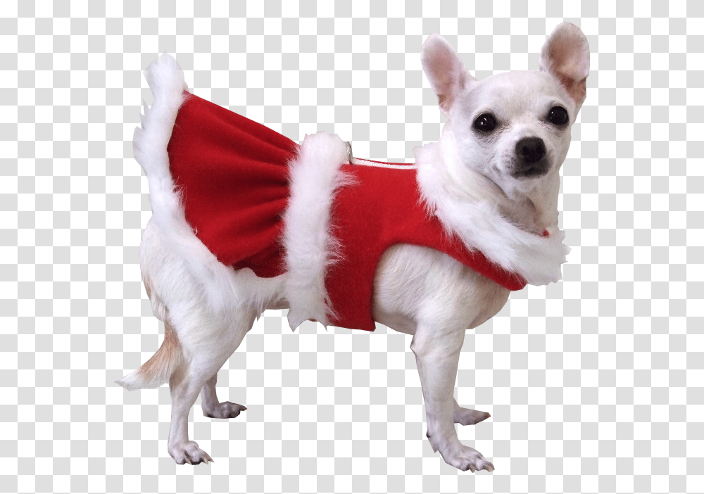 Animal Christmas, Dog, Pet, Canine, Mammal Transparent Png