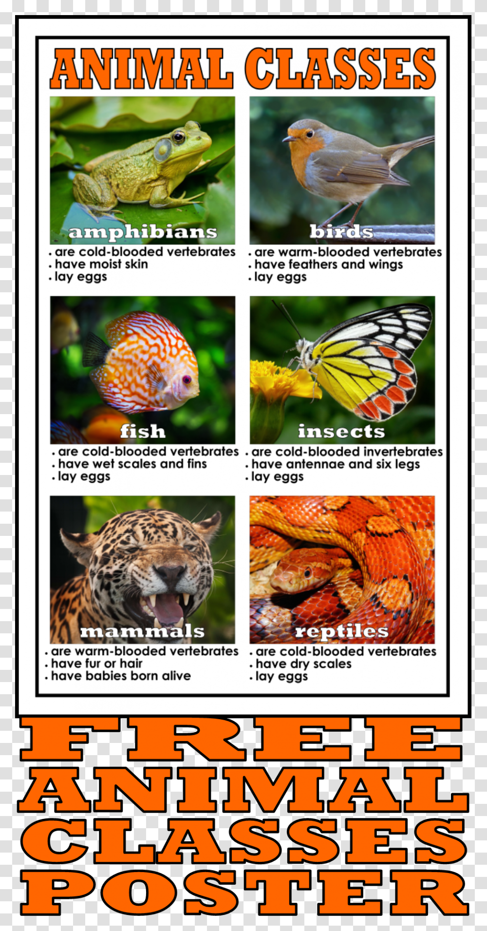 Animal Class Poster, Bird, Advertisement, Collage, Lizard Transparent Png