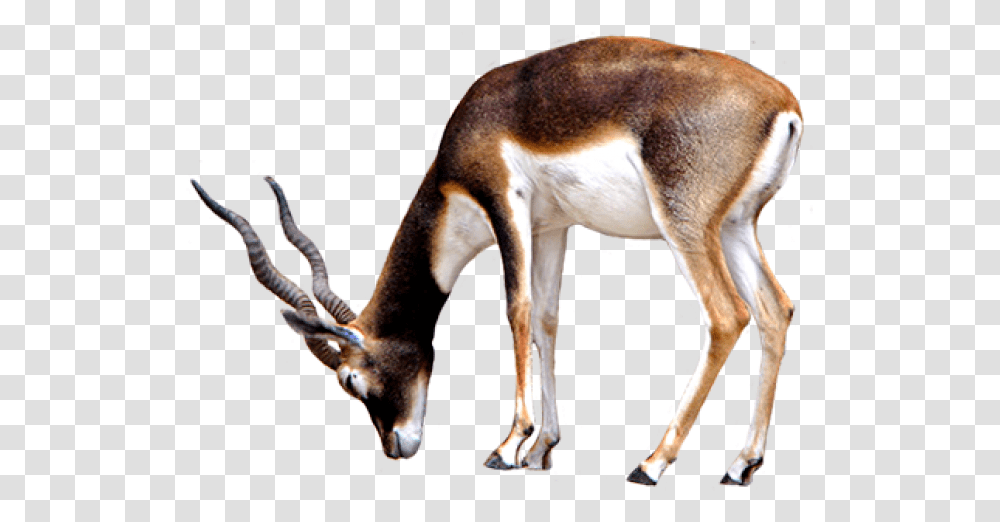Animal Clip Art Antelope Background, Wildlife, Mammal, Gazelle, Impala Transparent Png