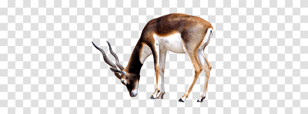 Animal Clip Art, Antelope, Wildlife, Mammal, Gazelle Transparent Png