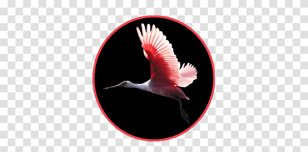 Animal Clip Art, Bird, Crane Bird, Waterfowl, Stork Transparent Png