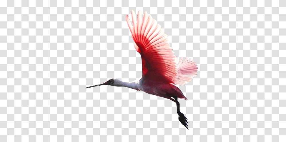Animal Clip Art Birds Flying Images, Flamingo, Bee Eater, Crane Bird, Waterfowl Transparent Png