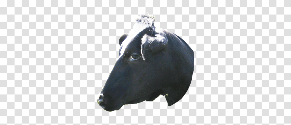 Animal Clip Art Cow Head Cow Tumblr Full Tapir, Cattle, Mammal, Bull, Horse Transparent Png