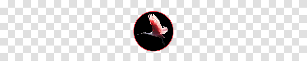 Animal Clip Art, Crane Bird, Flamingo, Stork, Hummingbird Transparent Png