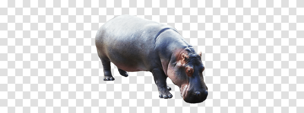 Animal Clip Art Hippo Background, Pig, Mammal, Wildlife Transparent Png