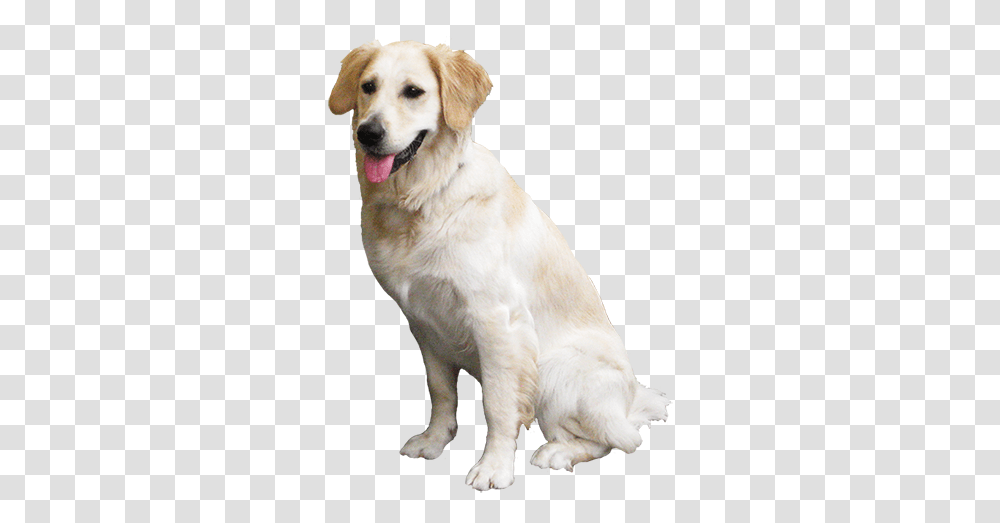 Animal Clip Art Labrador Retriever, Dog, Pet, Canine, Mammal Transparent Png