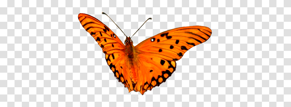 Animal Clip Art, Monarch, Butterfly, Insect, Invertebrate Transparent Png