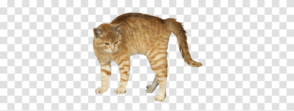 Animal Clip Art Scared Cat Background, Manx, Pet, Mammal, Abyssinian Transparent Png