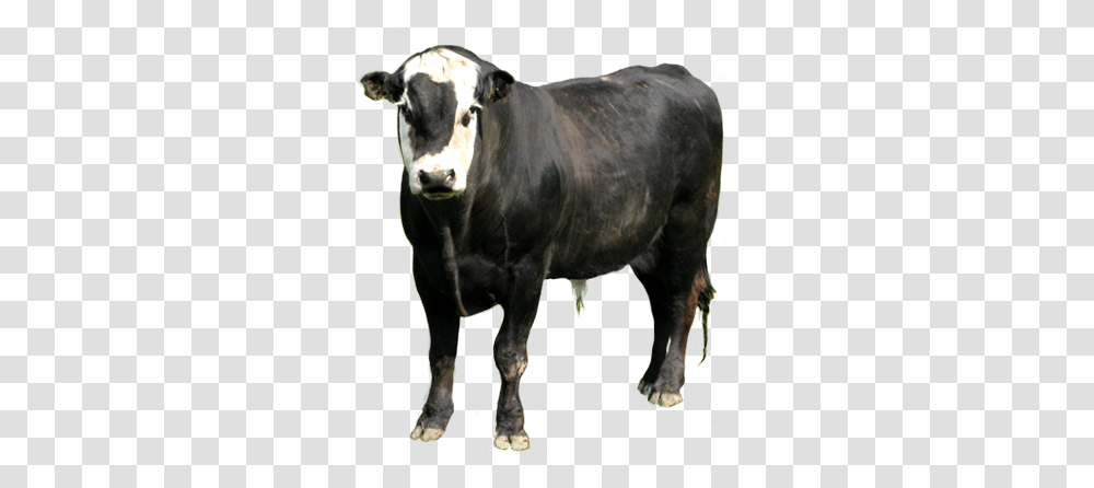 Animal Clip Art Zebu, Cow, Cattle, Mammal, Bull Transparent Png