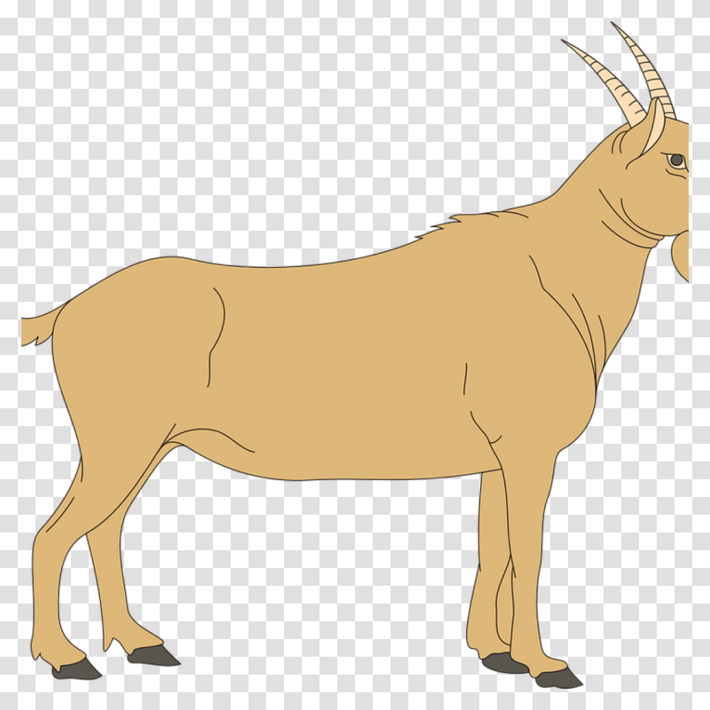 Animal Clipart Goat Blank Ruminant Digestive System, Antelope, Wildlife, Mammal, Horse Transparent Png