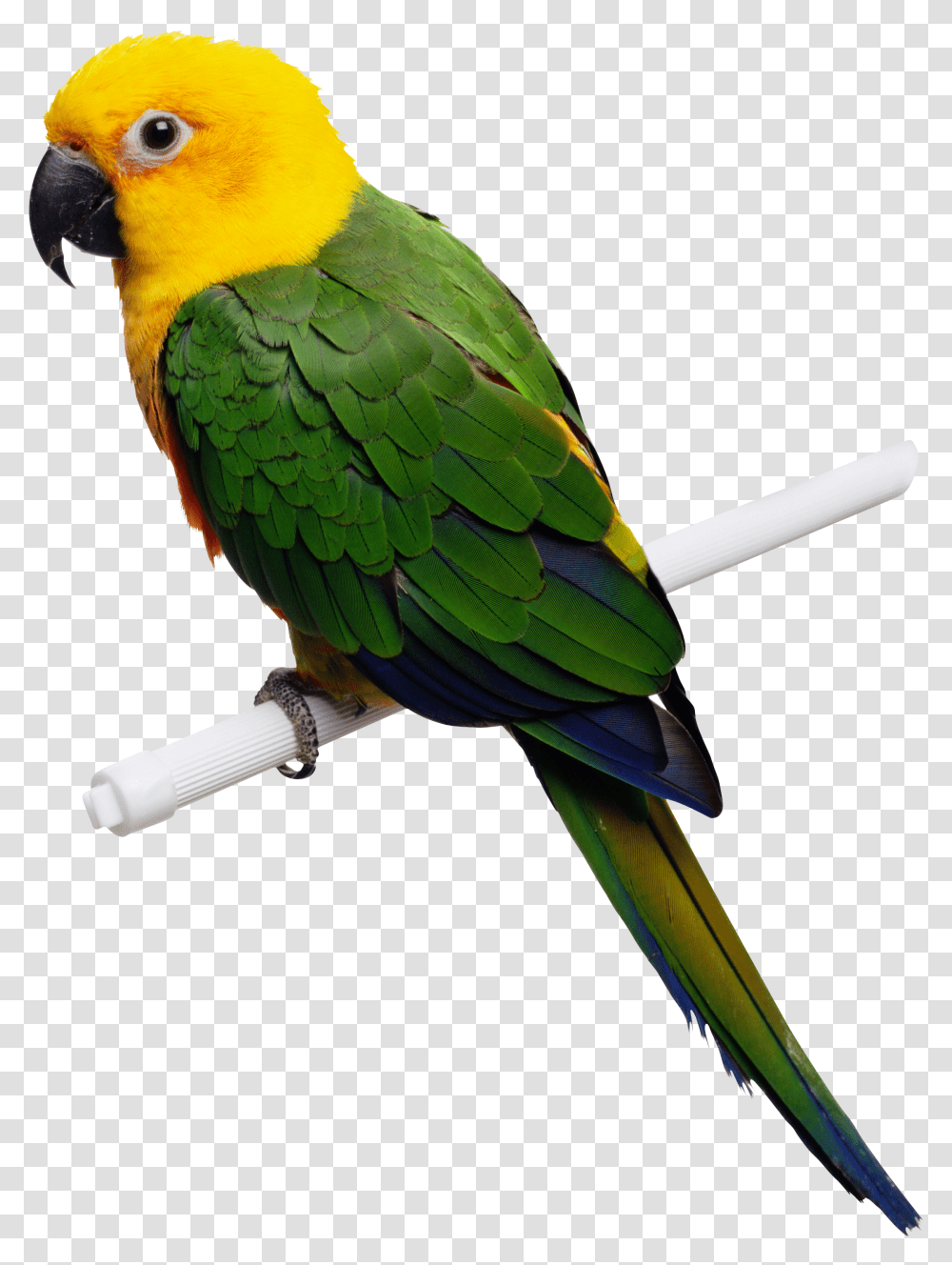 Animal Clipart Parrot Transparent Png