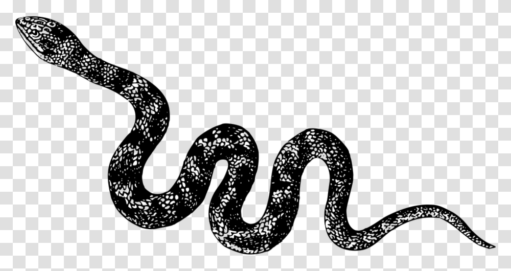 Animal Cobra Nature Reptile Snake Venomous Black And White Snake Clipart, Gray, World Of Warcraft Transparent Png