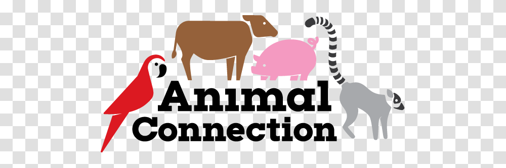 Animal Connection, Mammal, Bird, Buffalo, Wildlife Transparent Png