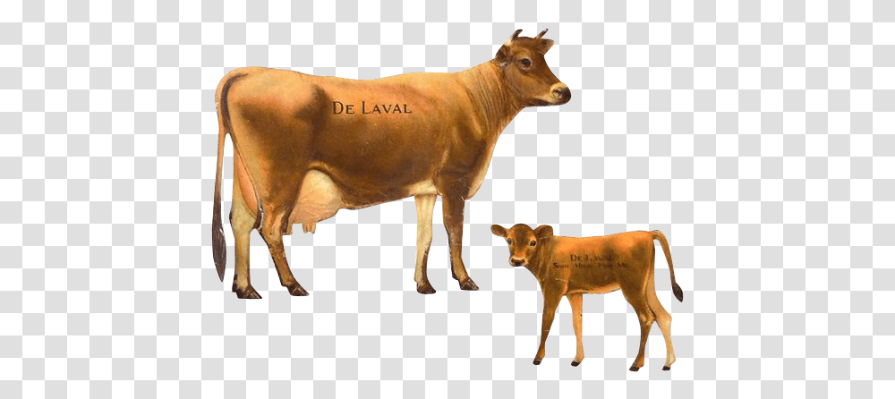 Animal Cowfreepngtransparentbackgroundimagesfree Cow And Calf, Cattle, Mammal, Dairy Cow Transparent Png