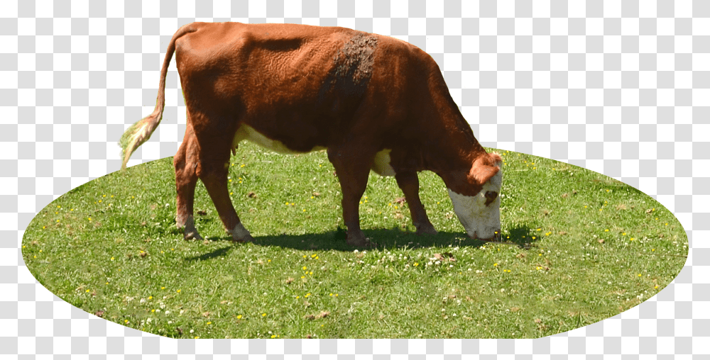 Animal Cowfreepngtransparentbackgroundimagesfree Cow Eating Grass White Background Transparent Png