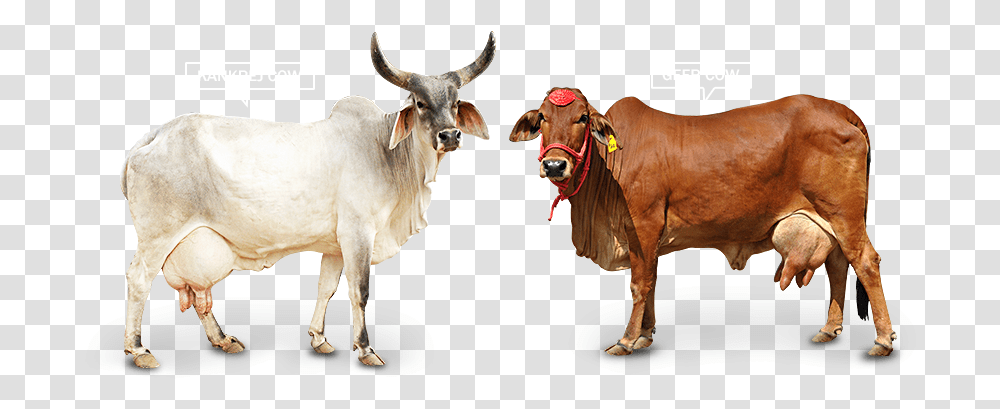 Animal Cowfreepngtransparentbackgroundimagesfree Gir Cow, Bull, Mammal, Cattle, Ox Transparent Png